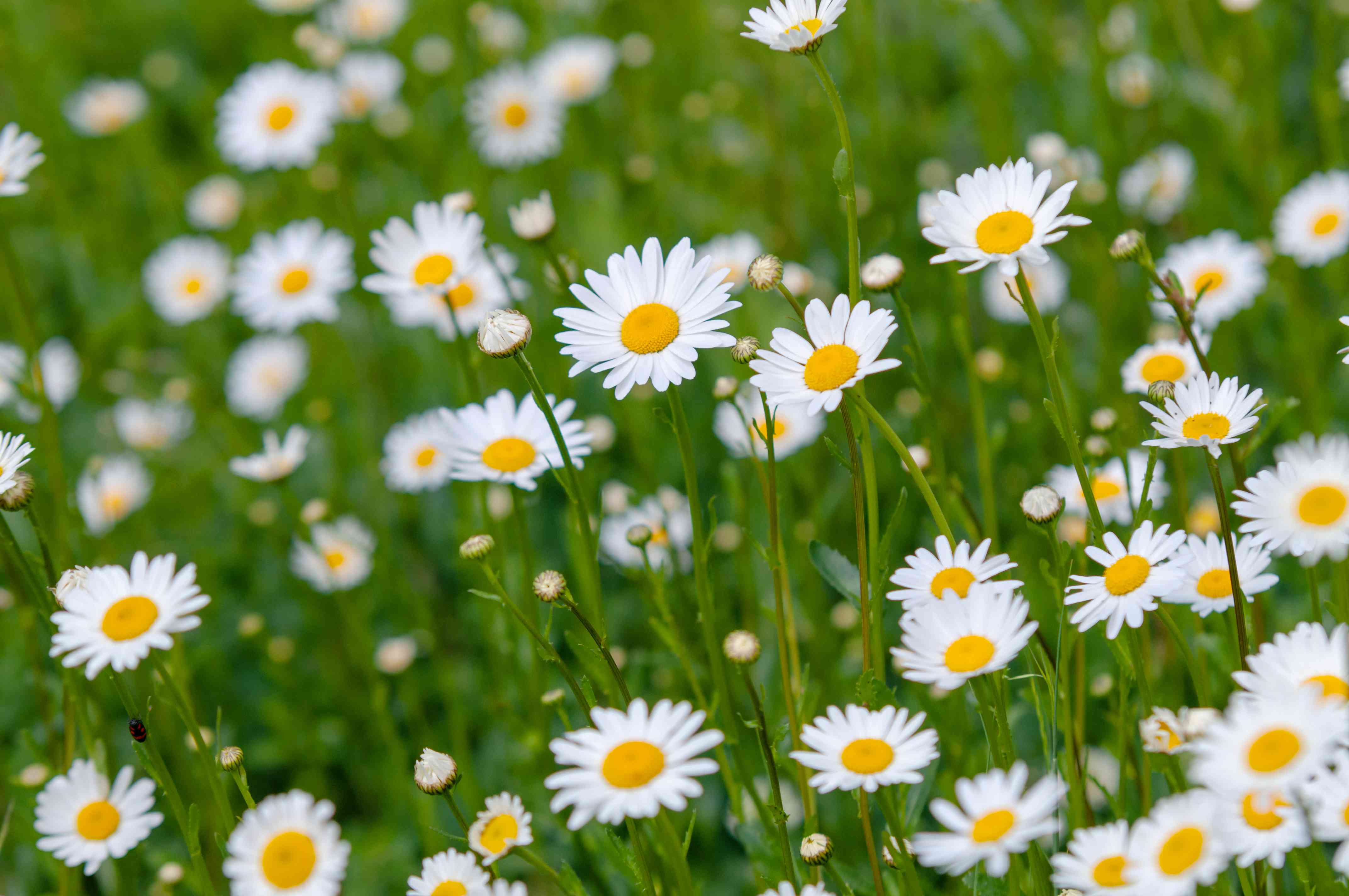 A white and yellow daisy