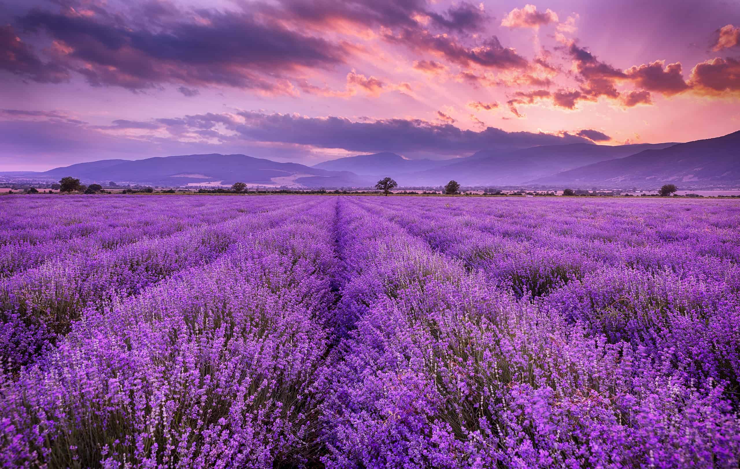 A field of purple lavender