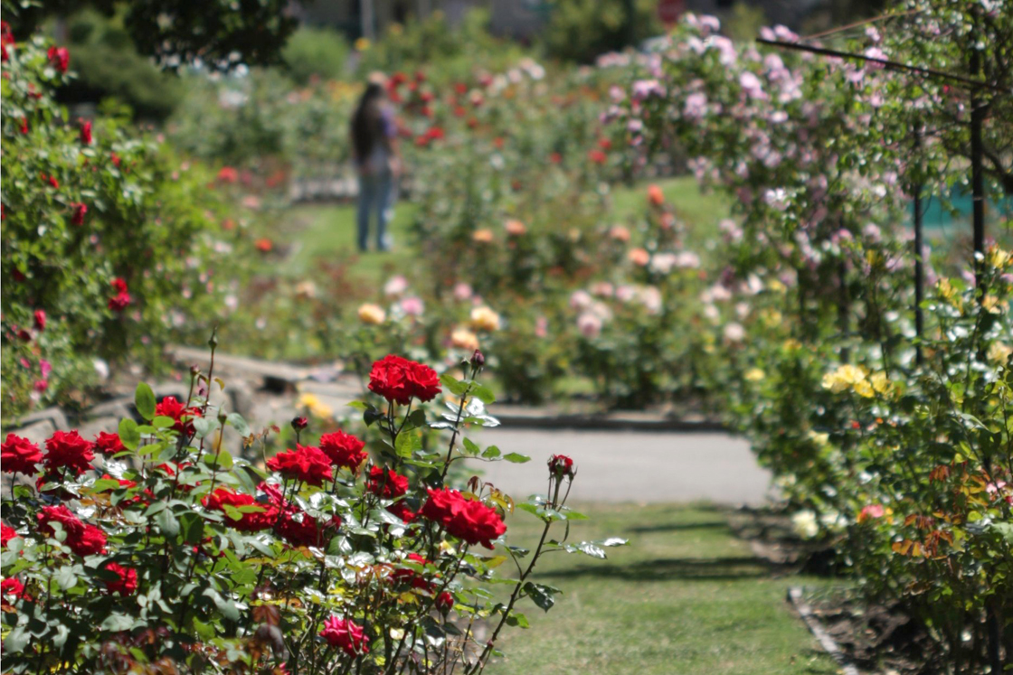 A beautiful red rose